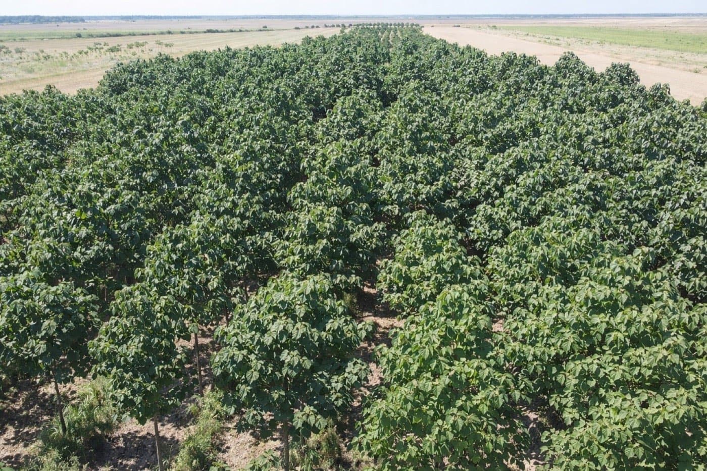Imagine plantație Paulownia Verdant 1