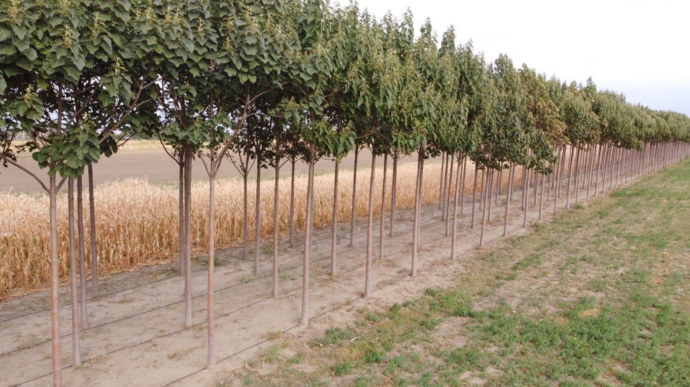 Imagine plantație Paulownia Verdant 3