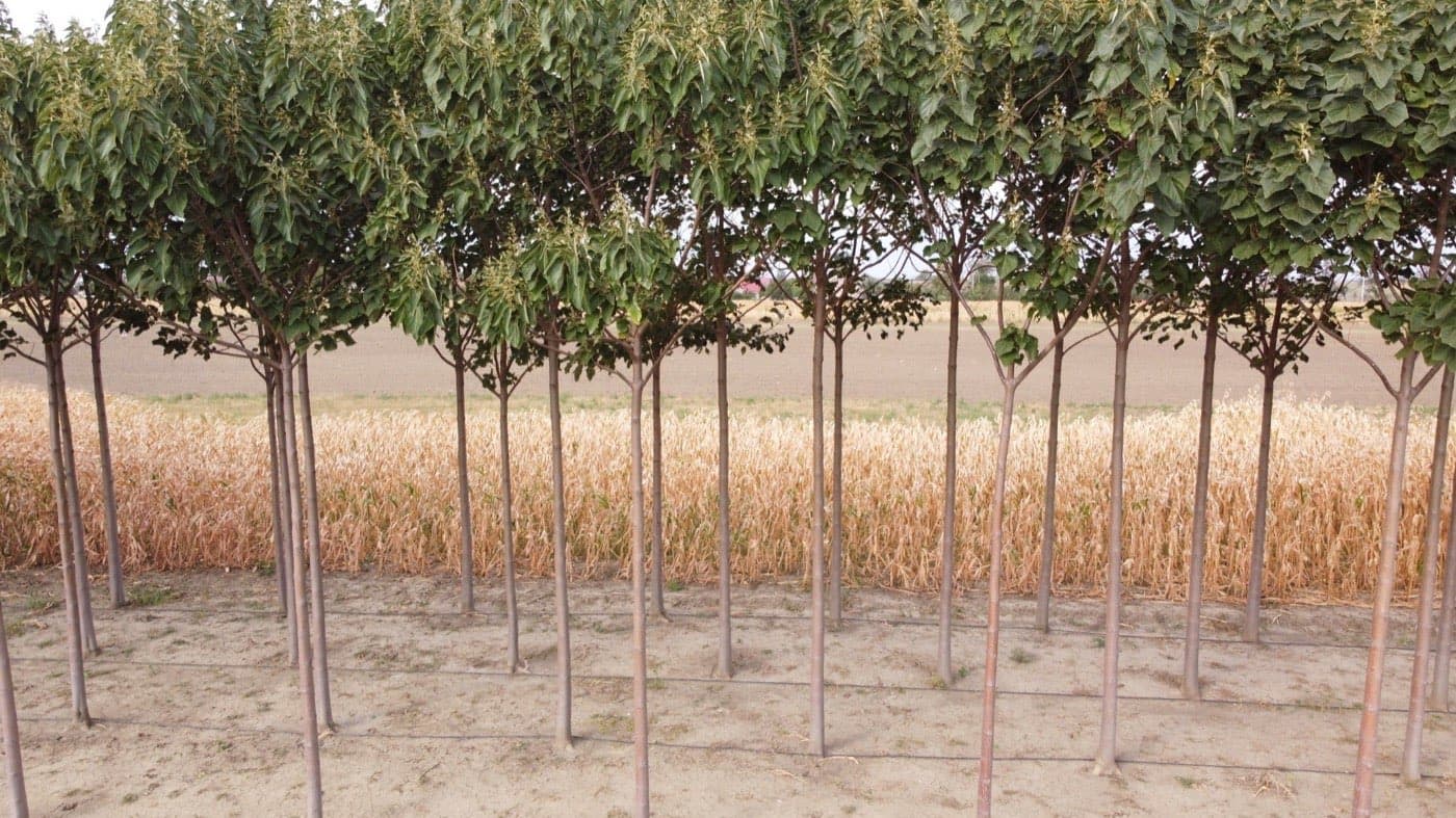 Imagine plantație Paulownia Verdant 4