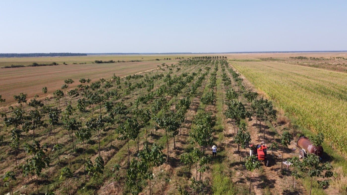 Imagine plantație Paulownia Verdant 8