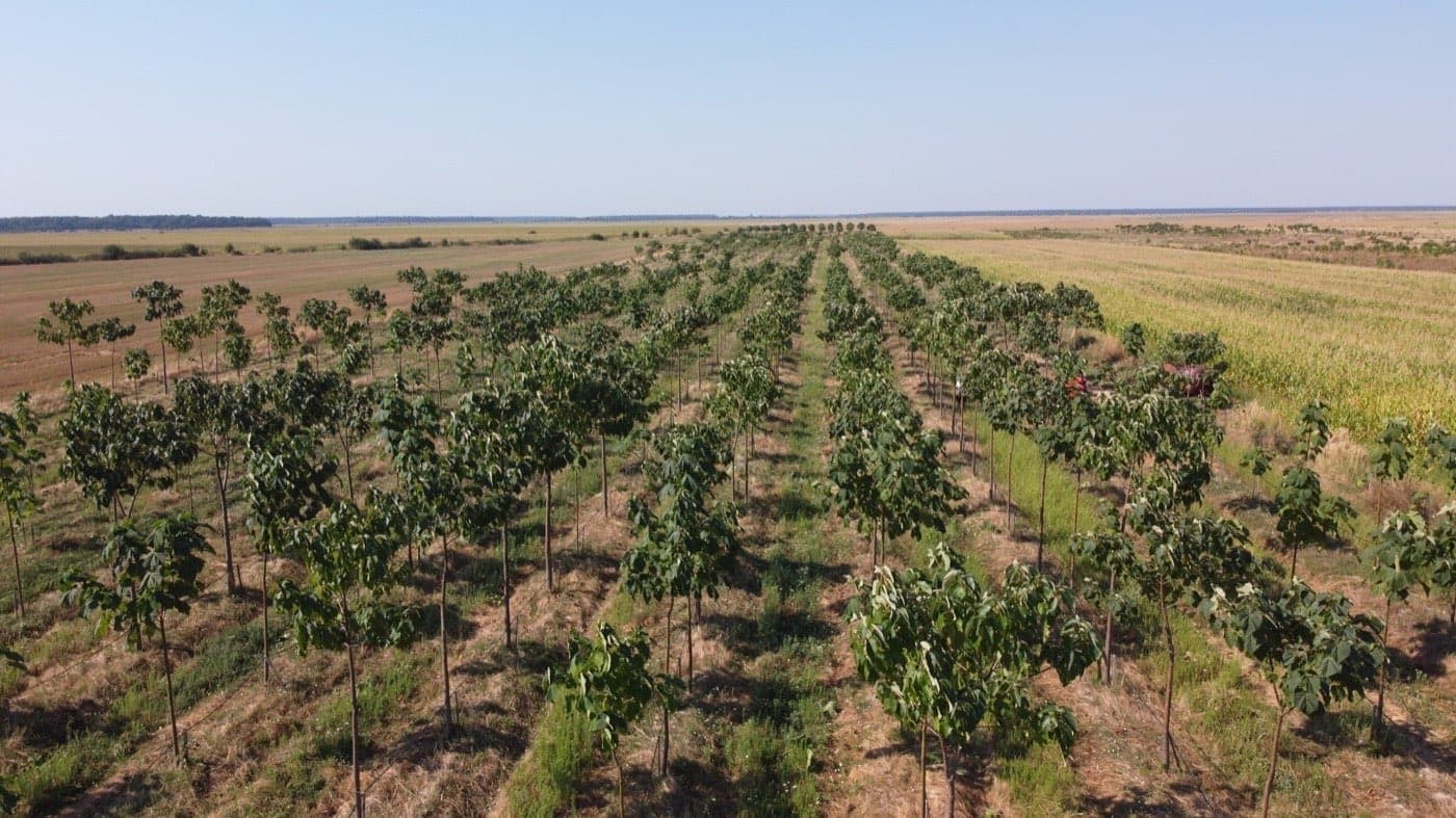 Imagine plantație Paulownia Verdant 9