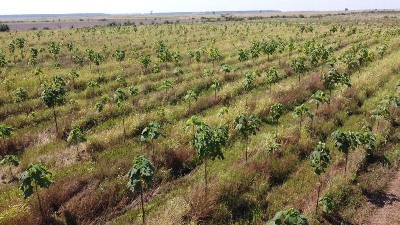 Imagine plantație Paulownia Verdant 10