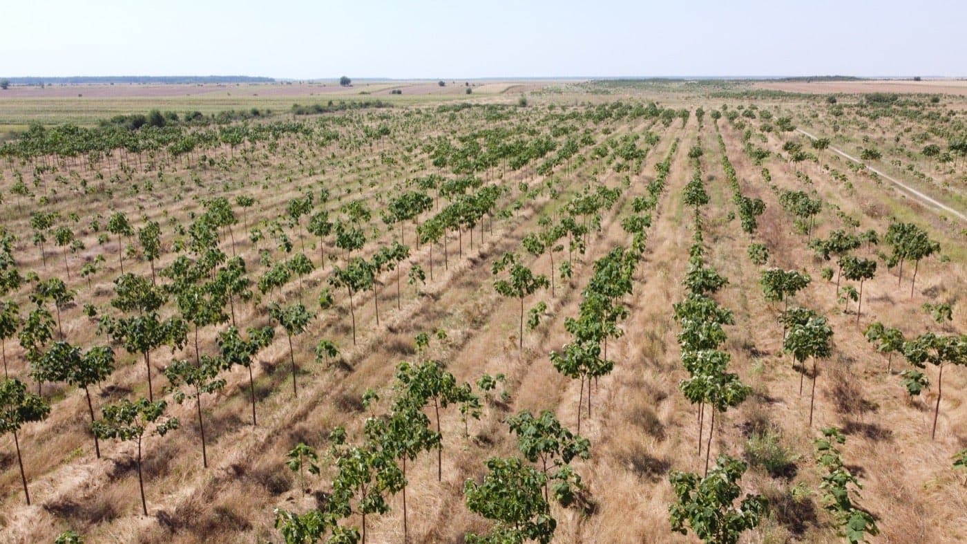 Imagine plantație Paulownia Verdant 11