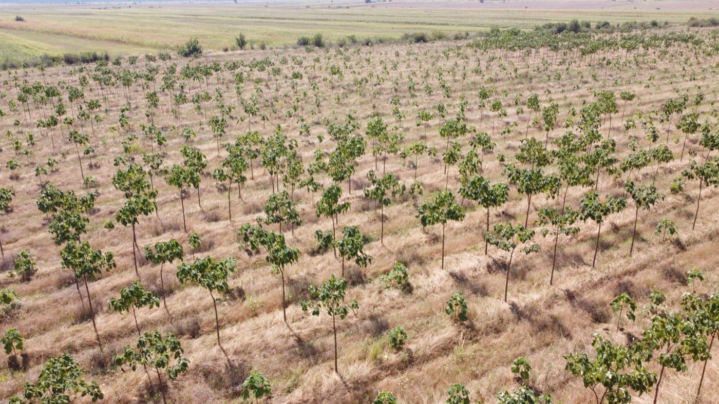 Imagine plantație Paulownia Verdant 12