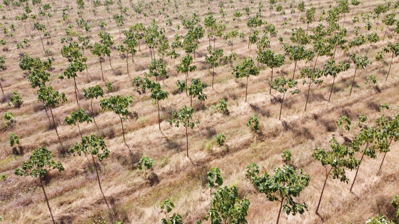 Imagine plantație Paulownia Verdant 13