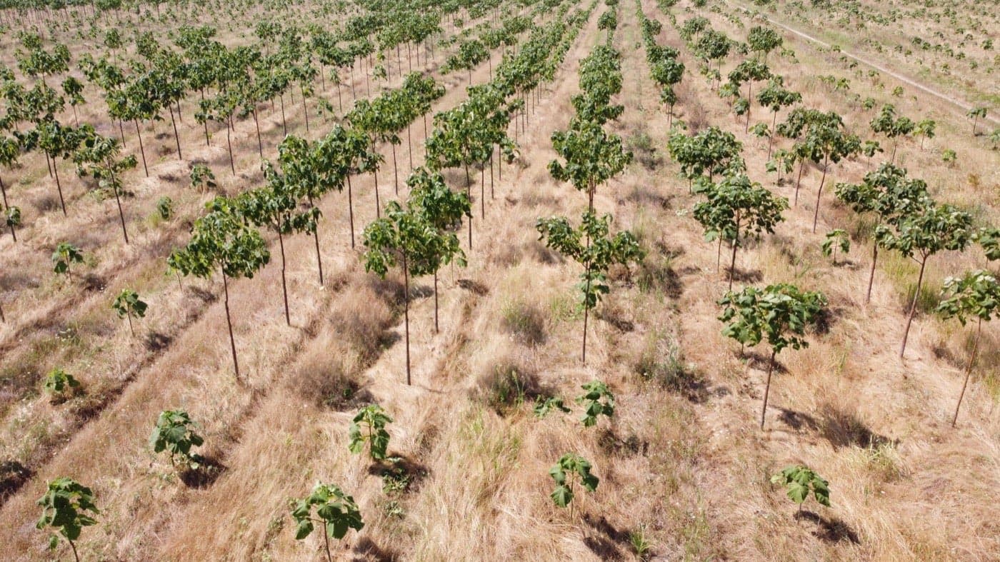 Imagine plantație Paulownia Verdant 15