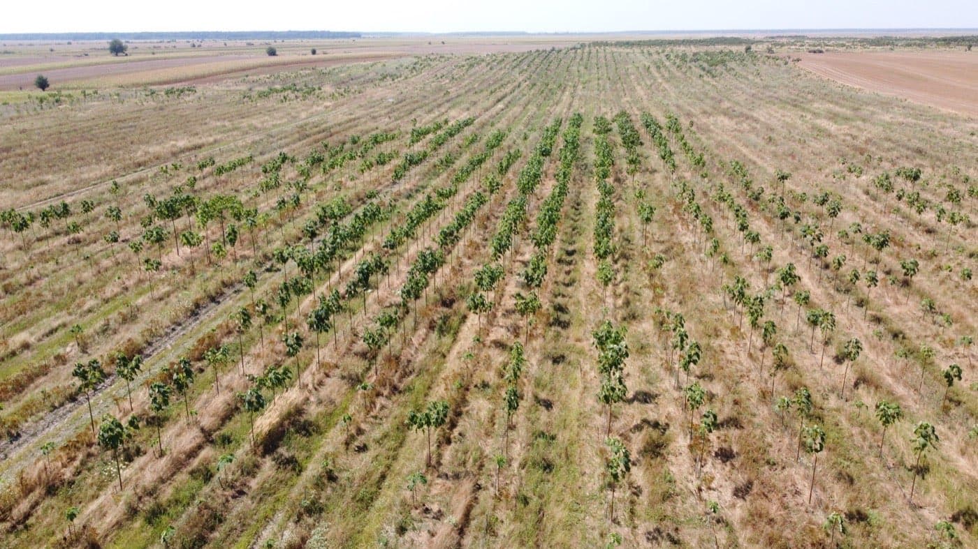 Imagine plantație Paulownia Verdant 16