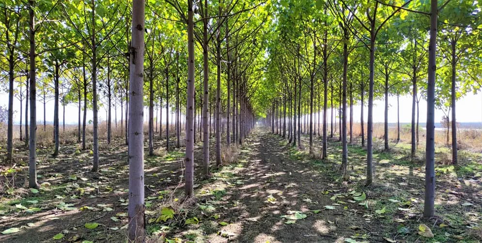 Commercial Paulownia plantation rows