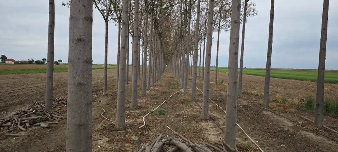 Verdant Paulownia crop