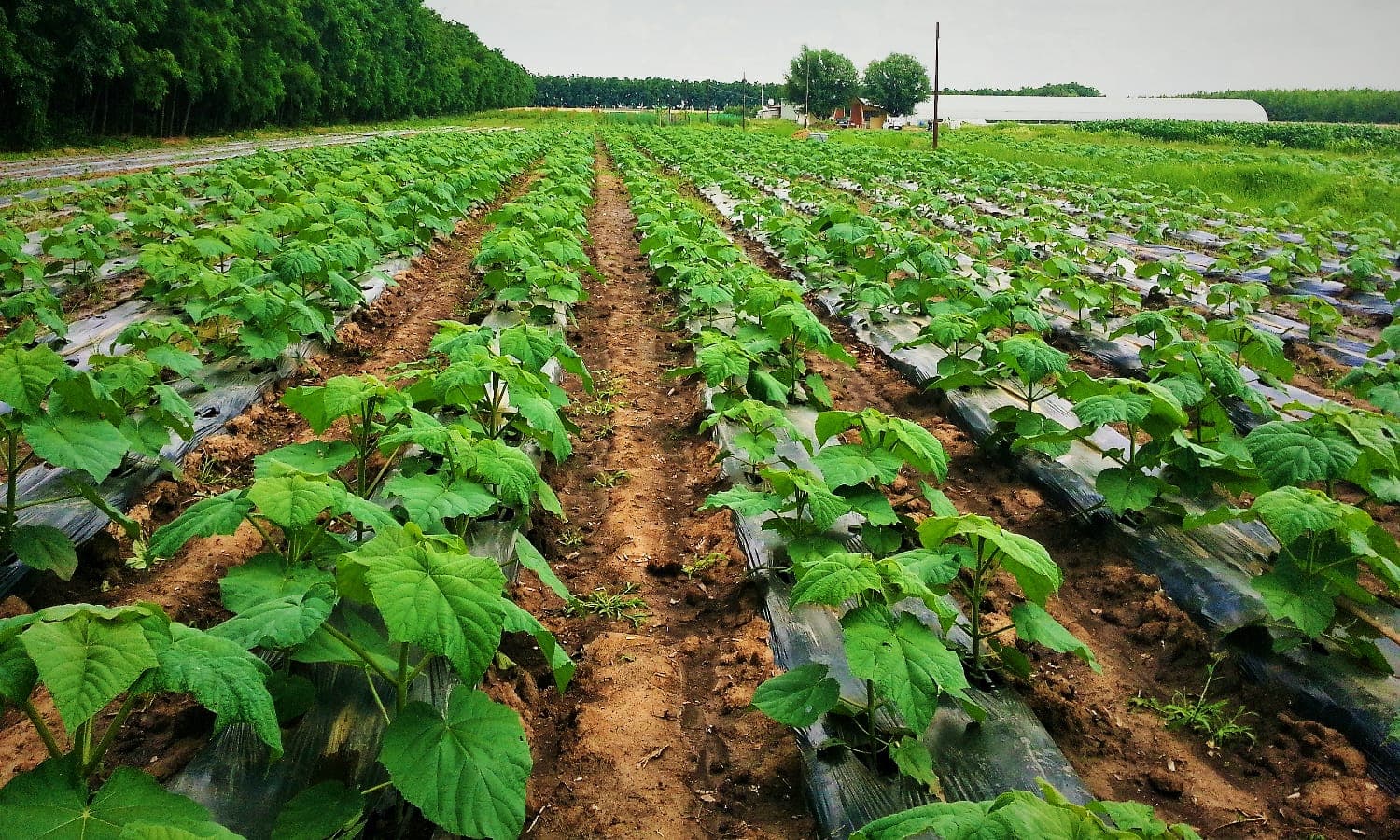 Plantație Verdant pentru investitori